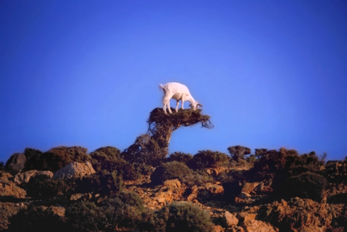 In my blog: Goat eating a bush in Ikaria
